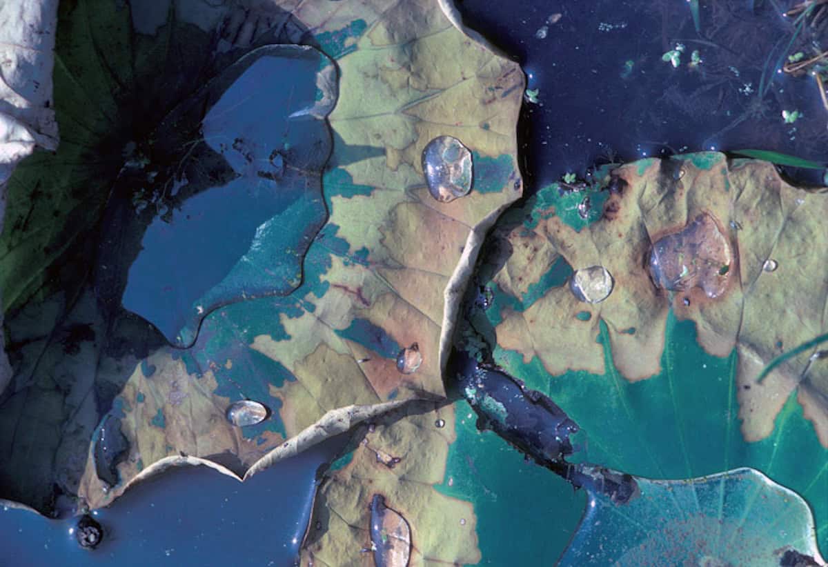 Water lilies are losing their green color, spotted by brown, tan and lime