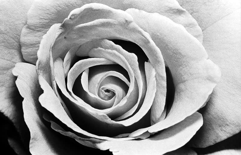 Black and white closeup image of a rose