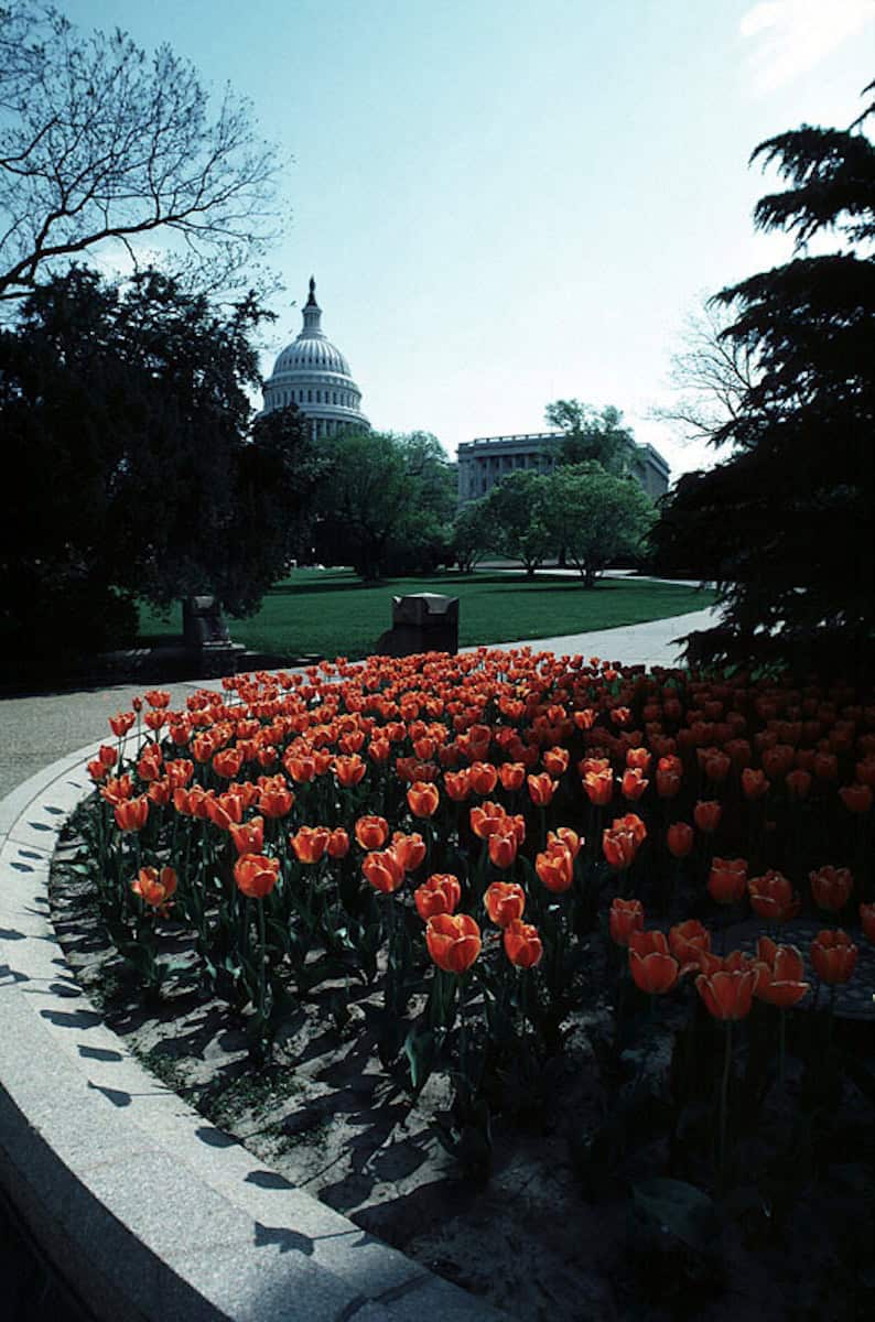 Tulips bloom on the grounds of the US Capitol on a peaceful spring dayl