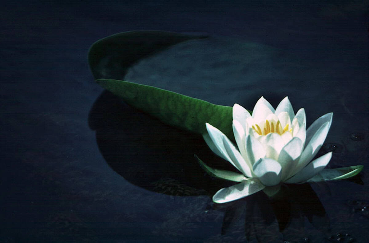 White lily on a green lily pad in serene waters